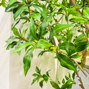 Décoration de club d'aménagement paysager <span class=keywords><strong>en</strong></span> <span class=keywords><strong>bois</strong></span> massif de haut niveau <span class=keywords><strong>petit</strong></span> arbre arbre vert artificiel réaliste - Product Image 5