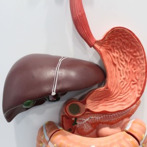 Modelo del sistema digestivo humano, modelo de enseñanza médica, modelos de la serie de anatomía humana - Product Image 4