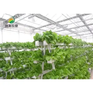 Comercial NFT hidropónicos plantar lechuga de efecto invernadero agrícola