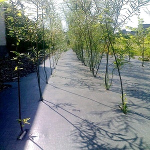 Rouleau de tapis de mauvaises herbes géotextile tissé <span class=keywords><strong>en</strong></span> PP anti-herbe bloqueur de tissu film de paillis couverture de sol <span class=keywords><strong>en</strong></span> PE - Product Image 5
