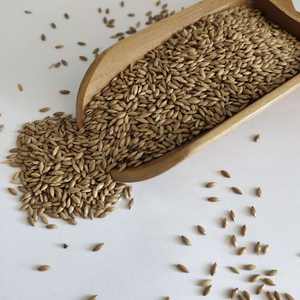 מזון ציפורים בתפזורת ללא GMO זרעים מיובשים זרעי קנריות לציפורים - Product Image 6