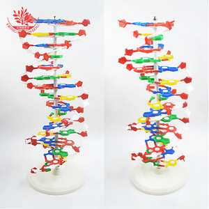 Modèle d'ADN, grande structure à double hélice, 33306 paires de bases, matériau génétique, instrument pédagogique de biologie de 60 cm - Product Image 2