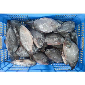 Tilapia Congelada para Contratos a Largo Plazo |   Calidad <span class=keywords><strong>de</strong></span> Exportación |   Suministro Confiable al por Mayor - Product Image 2