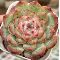 Délicat centre de table, plante succulente Echeveria Jade Flute en pot, feuillage vert et rouge, ornement purificateur d'air pour présentation sur étagère de chambre