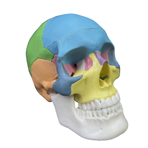 Modelo De Calavera Con Mandíbula Inferior Extraíble Tamaño Natural - Product Image 1