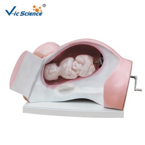 Modèle de formation médicale de haute qualité pour <span class=keywords><strong>cours</strong></span> de naissance et d'accouchement - Product Image 6