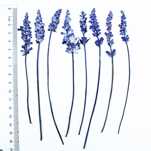 12 Uds. De <span class=keywords><strong>flores</strong></span> reales prensadas en seco, lavanda Natural, <span class=keywords><strong>flores</strong></span> <span class=keywords><strong>silvestres</strong></span> secas conservadas, <span class=keywords><strong>flores</strong></span> planas, marcapáginas, cúpula de cristal, relleno de resina - Product Image 6