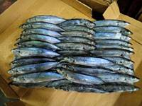 Muroaji IQF Congelé Compétitif pour Appât, Thon Rond 10kg/Boîte, Emballage Marque HUANGDA, Exportation Chinoise