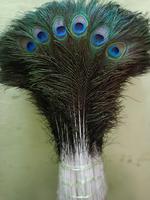 Plumes de paon brutes de haute qualité, artisanat fait main, fabrication de bijoux, design de costumes, décoration de fête, mariage, décoration de la maison, projets artistiques, Soraj