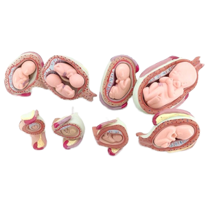 Modèle d'anatomicla d'embryon 8 pièces, développement d'automatique, modèle en 8 étapes - Product Image 1