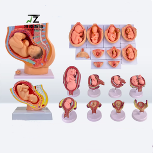 Modelo del Proceso <span class=keywords><strong>de</strong></span> <span class=keywords><strong>Desarrollo</strong></span> del Embarazo, Modelo <span class=keywords><strong>de</strong></span> Planificación y Control <span class=keywords><strong>de</strong></span> Embriones, Modelo del Proceso <span class=keywords><strong>de</strong></span> <span class=keywords><strong>Desarrollo</strong></span> Fetal, Anatomía Uterina - Product Image 1