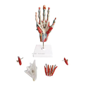 Hot bán PVC con người cuộc sống-kích thước khu vực giải phẫu tay Skeleton mô hình với dây chằng cơ bắp động mạch - Product Image 1