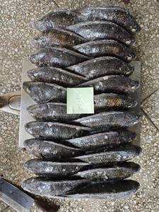 Vente en gros de poisson congelé BQF Tilapia 800g+ BQF 100% POISSON VIVANT en promotion Prix usine de Tilapia BQF élevé en ferme - Product Image 2