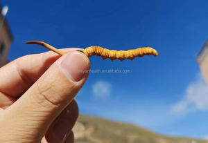 2000 buah Per kg <span class=keywords><strong>Cordyceps</strong></span> liar Sinensis Nagqu <span class=keywords><strong>Cordyceps</strong></span> suplemen jamur <span class=keywords><strong>Cordyceps</strong></span> terbaik - Product Image 6