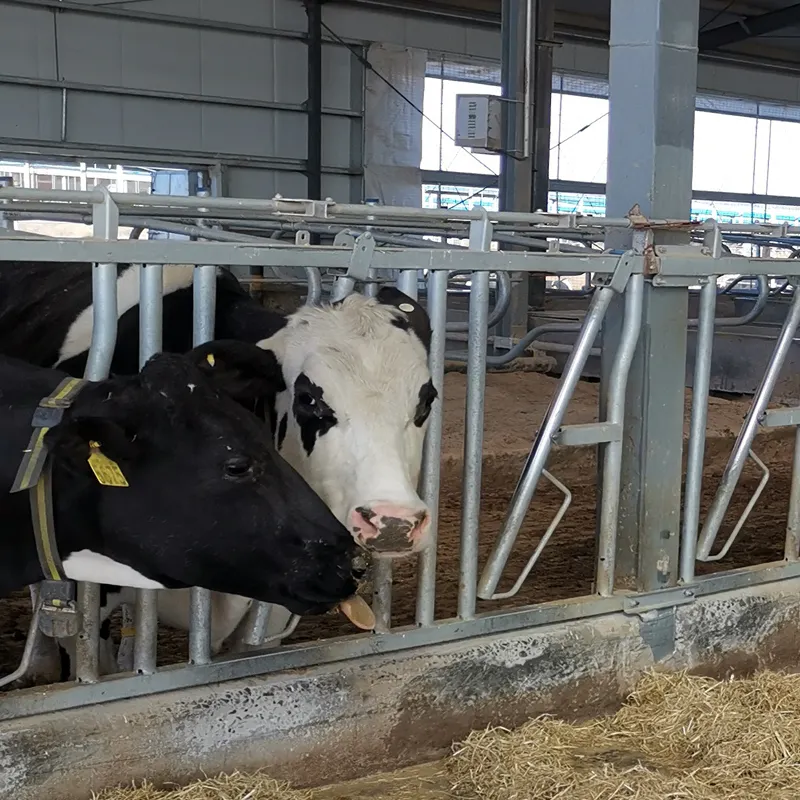 Serrure galvanisée à chaud de tête de vache d'équipement d'alimentation de ferme vigoureuse et durable à vendre