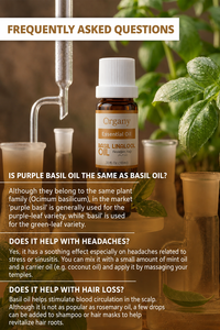 Factory Supply Bulk Turkish Basil Essential <b>Oil</b> Ocimum basilicum Steam Distilled for Aromatherapy Cosmetics Skincare <b>Diffuser</b> - Product Image 5