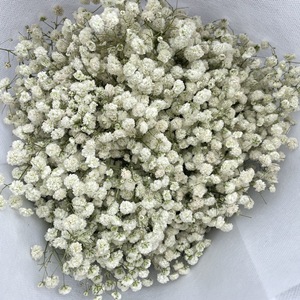 Vente flash - Bouquet de fleurs Gestasus préservées, personnalisable en couleur, très populaire et décoratif - Product Image 6