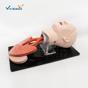 Modèle d'intubation de la trachée humaine avancé Vic Science Medical Science Nursing Manikin, modèle d'éducation VIC-407A, écologique - Product Image 6