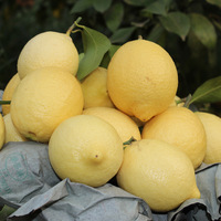 Citron frais sans pépins de haute qualité en gros, avec une durée de conservation de 60 jours, stockage à froid pour l'exportation