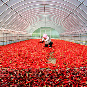 [Biggalchan 1kg] High Quality Traditional Spice for Premium Gift Set Vivid Color Selected Chili Hot Pepper Powder - Product Image 1