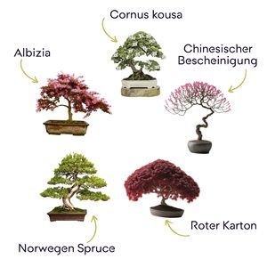 <span class=keywords><strong>Kit</strong></span> de <span class=keywords><strong>Cultivo</strong></span> de Bonsái OEM Xiamen, 5 Bonsáis Listos para Cultivar, Regalo de Jardinería y Decoración para Niños, para el Hogar, con Flores Artificiales - Product Image 3