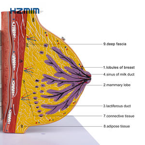 Modelo anatómico de la glándula mamaria en período de descanso Modelo de mama humano de ciencia médica en PVC para escuelas de medicina - Product Image 6