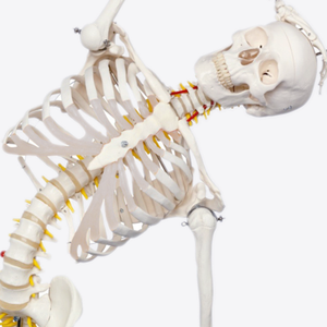 Mini squelette <span class=keywords><strong>3D</strong></span> corps <span class=keywords><strong>humain</strong></span> modèle de <span class=keywords><strong>crâne</strong></span> en résine humaine modèle anatomique de <span class=keywords><strong>crâne</strong></span> modèle de <span class=keywords><strong>crâne</strong></span> <span class=keywords><strong>humain</strong></span> - Product Image 6