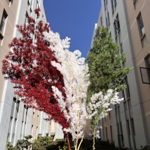 Venta al por mayor de <span class=keywords><strong>helechos</strong></span> Ming, aspargos Myrioeladus, decoración ecológica hecha a mano para bodas y Año Nuevo Chino de Yunnan, Naturecho Studion - Product Image 4