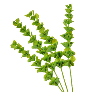 Laixing - Ramas de Plástico TPE con Forma de Concha Marina Artificial, Color Verde Campana, de 30 cm a 100 cm, para Decoración de Salón y Bodas - Product Image 2
