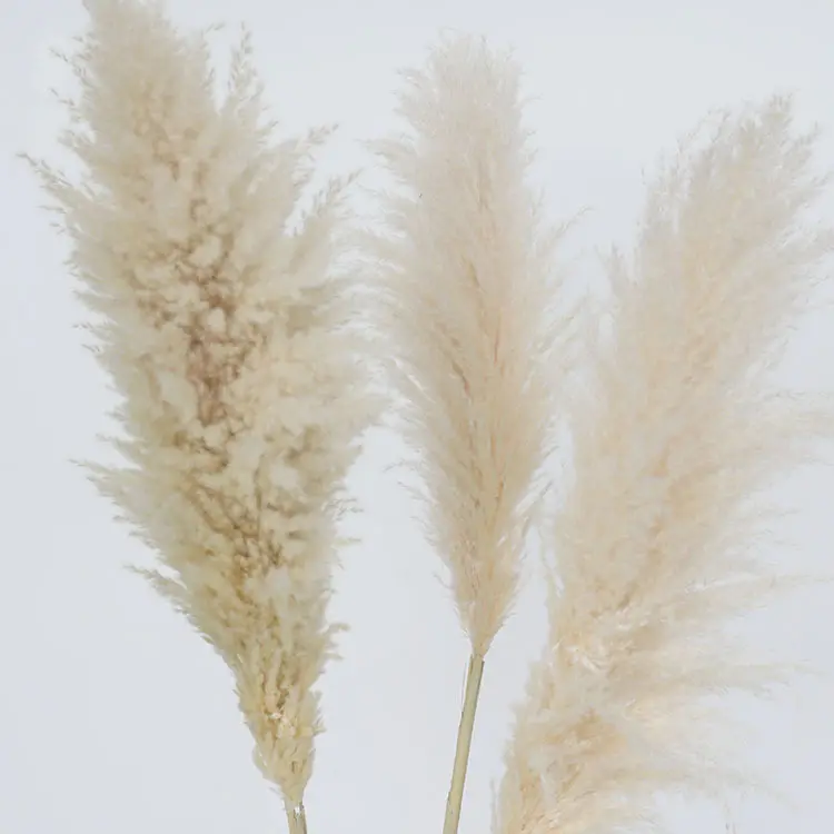Wholesale Boho Wedding Decor Large Plume Dry Pampas Grass Flower Decor Natural Real Preserved Dried Pampas Grass For Decor