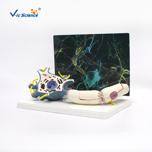 Modelo de ampliación de neurón VIC4261, modelo de ampliación médica, modelo anatómico del sistema nervioso humano - Product Image 2