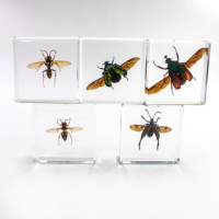 Scarabée en résine acrylique de 58 mm, spécimen d'insecte réel en résine, bloc de résine ambre, presse-papier pour les ressources pédagogiques en biologie