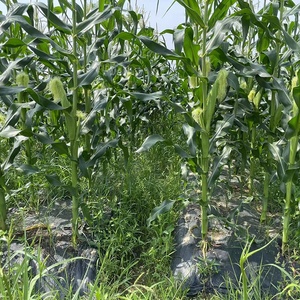 Phim phủ gốc phân hủy sinh học Ridge Biodegradable Mulching Film của nhà sản xuất Garden Bee Black Silver dùng cho nông nghiệp - Product Image 3