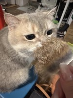 Groothandel Echte Konijn Huid Patch Voor Kat Speelgoed Echt Bont Levensechte Kat Knuffel 4Cm * 4Cm Bont Stuk Konijnenbont Met Haar Voor Huisdier
