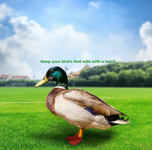 USMILEPET Duck <strong>Shoes</strong> for Injured Feet Protective Neoprene Footwear for Ducks Protective <strong>Shoes</strong> for Birds <strong>Pet</strong> <strong>Shoes</strong> - Product Image 2