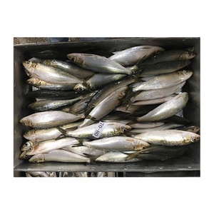 <span class=keywords><strong>Sardinas</strong></span> Enteras Congeladas <span class=keywords><strong>de</strong></span> Alta Calidad WR 12-20 piezas/<span class=keywords><strong>kg</strong></span> IQF Exportación <span class=keywords><strong>Sardinas</strong></span> Baratas - Product Image 2