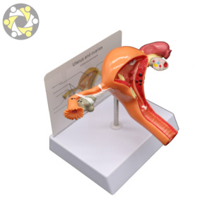 Modèle d'anatomie génitale féminine-Utérus et ovaire artificiels pour <span class=keywords><strong>l</strong></span>'étude des sciences médicales - Product Image 2