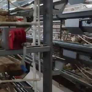 מותאם אישית סוג broiler קצירת אוטומטי כלובי סוללה 60000-80000 ציפורים קיבולת העוף ריצפה קול חדש - Product Image 4