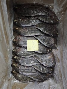 Tilapia noire du Nil entière et ronde, surgelée BQF, en gros, 300-500g, 500-800g, 800+, certifiée BRC HACCP, origine Chine - Product Image 5