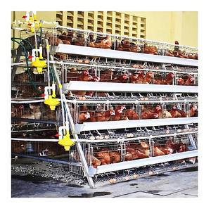 유형 닭장 가금류 장비 닭 농기구 - Product Image 6