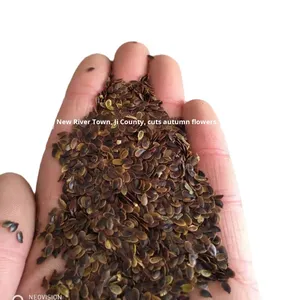 بذور الكتان الزرقاء متعددة الأزهار طراز 33 الصيني لتحسين كثافة العظام وتزيين الفناء - Product Image 5