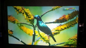 Cửa sổ phim chiếu phía sau trong suốt cửa sổ 3D phim chiếu ba chiều 3D trong suốt cao trong suốt - Product Image 2