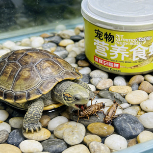 Grillos Blancos Enlatados Orgánicos - Proteína de Insectos Natural y Sin Aditivos para Mascotas - Product Image 3