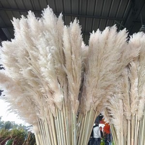 Moon Yu En gros Herbe de la <span class=keywords><strong>Pampa</strong></span> séchée volumineuse et moelleuse <span class=keywords><strong>beige</strong></span> crème, style Ins, écologique, décoration de Noël <span class=keywords><strong>pour</strong></span> vases, salon, style bohème - Product Image 1