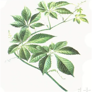 Extrait naturel de Gynostemma Pentaphylium (<span class=keywords><strong>Jiao</strong></span> <span class=keywords><strong>Gu</strong></span> <span class=keywords><strong>Lan</strong></span>) de qualité alimentaire GMP et casher, poudre de Gypenoside testée aux UV, emballée sous vide en fût - Product Image 6
