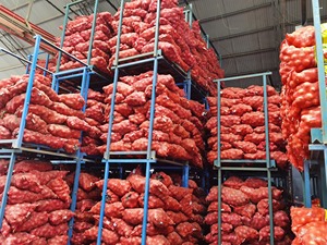 Trung Quốc cam túc hành tây hạt giống và hành tây đỏ từ Trung Quốc cho xuất khẩu bán buôn Vàng hành tây hạt giống - Product Image 5