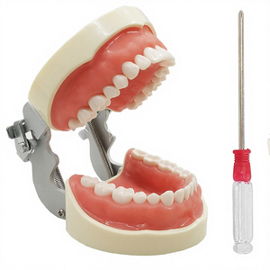Gigi Model Mulut dengan 32 <span class=keywords><strong>Typodont</strong></span> Dilepas Sekrup-In Demonstrasi Gigi Lembut Produk Peralatan Dokter Gigi - Product Image 1