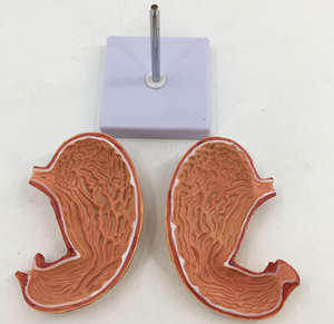 อวัยวะย่อยอาหารของมนุษย์แบบจำลองกายวิภาคของกระเพาะอาหารการสอนทางการแพทย์แบบจำลองกระเพาะอาหารมี2ส่วน - Product Image 3