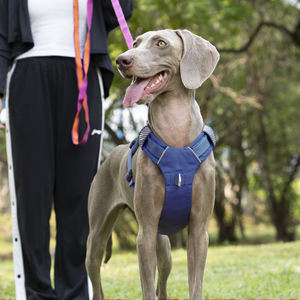 Harnais pour chien HY Max Comfort en forme de Y avec 3 boucles intelligentes, mouvement libre, entrée facile, ajustement personnalisable, 3 clics, harnais pour chien sans traction - Product Image 5