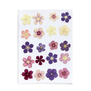 Großhandel DIY-Material getrocknete blume gepresste blume jährlicher Phlos für Telefonhülle Nagelkunst Schmuck Postkarte Kerzen-Dekoration - Product Image 4